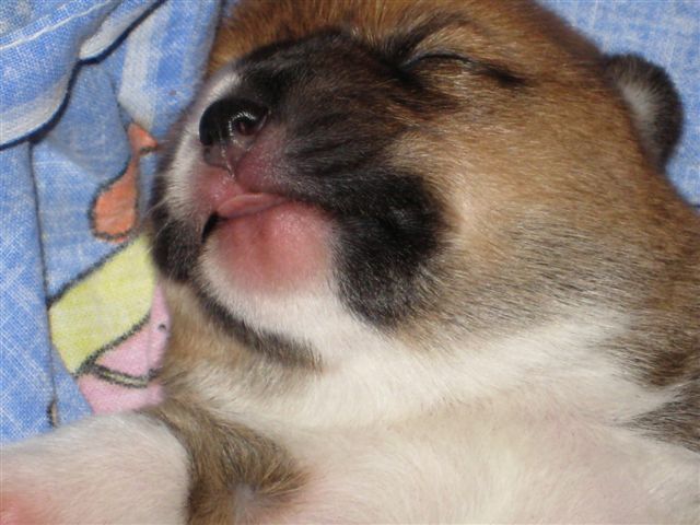 5 Dagen